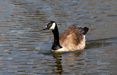 Canadian Goose