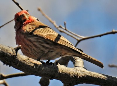 House Finch