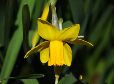 Narcissus or Daffodil with Long Trumpet in Downward Position
