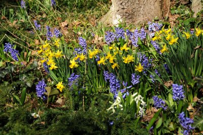 Daffodils & Hyacinths
