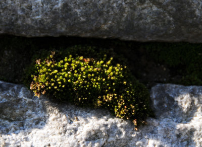 Moss in a Rock Wall Crevice