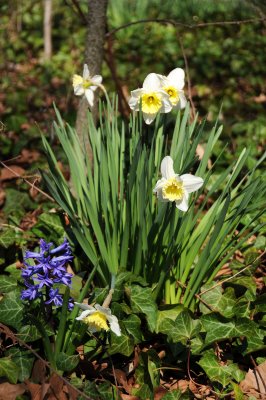 Daffodils & Hyacinth