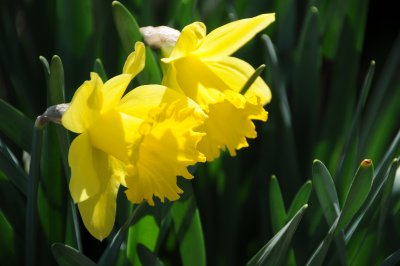 Daffodil or Narcissus