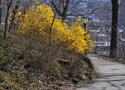 Forsythia