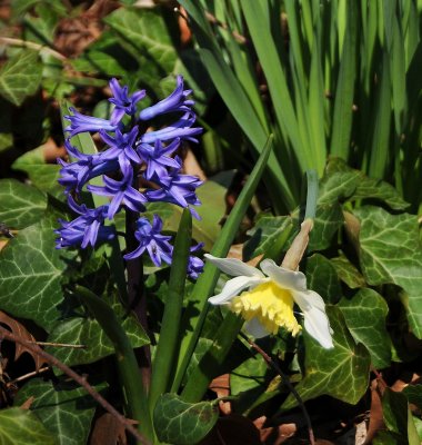 Daffodils & Hyacinths