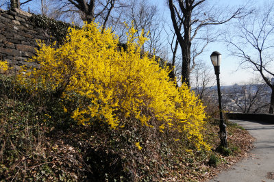 Forsythia