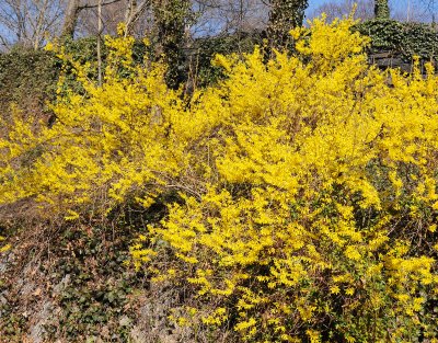 Forsythia