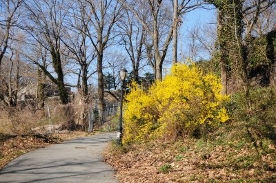 Forsythia