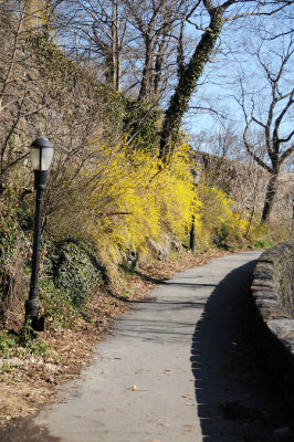 Forsythia