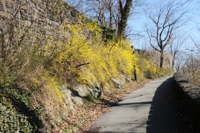 Forsythia