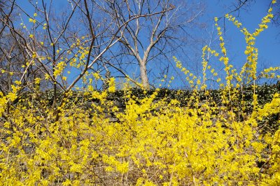 Forsythia