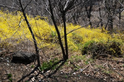 Forsythia