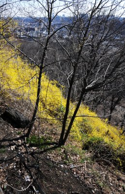 Forsythia