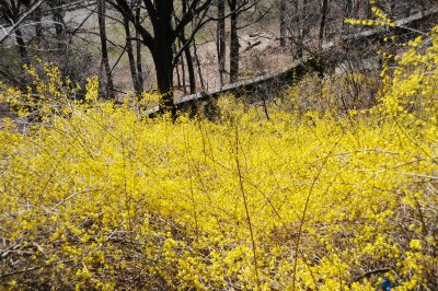 Forsythia