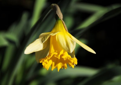Daffodil or Narcissus