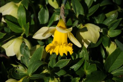 Daffodil & Heleborus