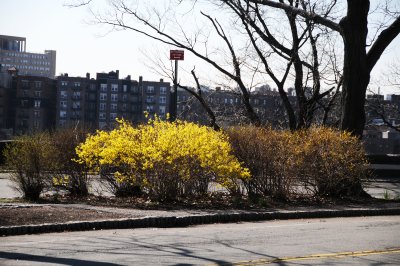 Forsythia