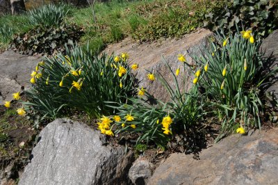 Daffodil or Narcissus