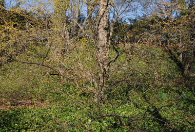 Cornus Mas Dogwood Blossoms