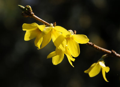 Forsythia