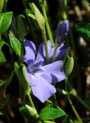 Periwinkle or Vinca