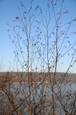 Unknown Tree Buds & Hudson River