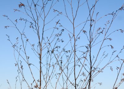 Unknown Tree Buds