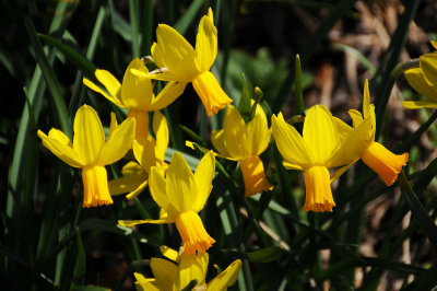 Daffodil or Narcissus