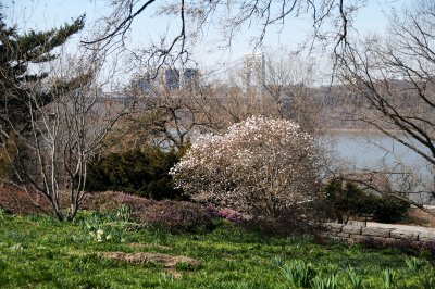 Heather Garden, Magnolia Tree in Bloom, Hudson River & George Washington Bridge