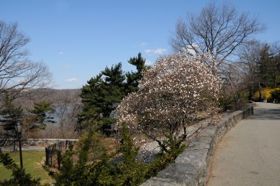 Magnolia Tree in Bloom & Hudson River