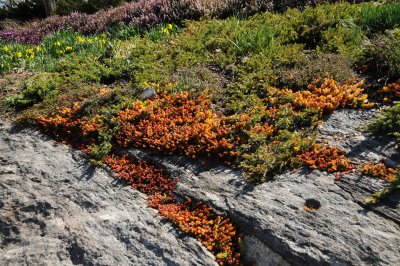 Rock Garden