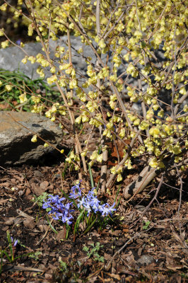 Buttercup Winter Hazel or Witch Hazel & Glory of the Snow