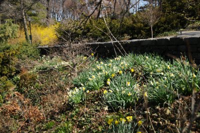 Daffodil & Forsythia