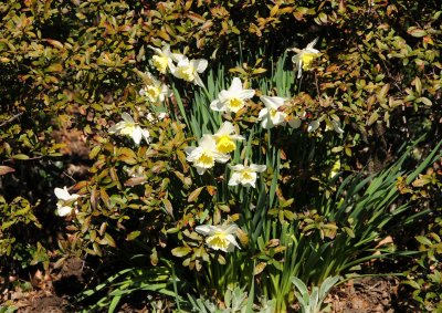 Daffodil or Narcissus