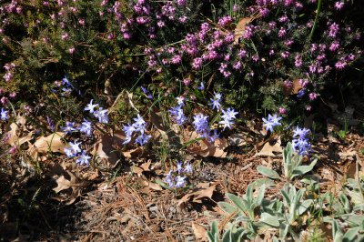 Heather, Glory of the Snow & Lambs Ears