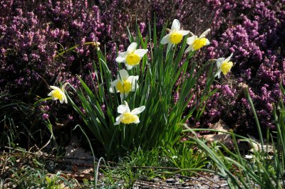 Daffodil or Narcissus & Heather