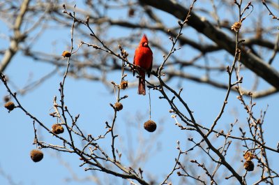 Cardinal in a Sycamore Tree