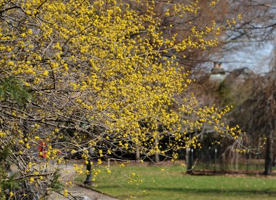 Cornus Mas Dogwood Blossoms