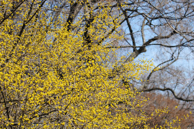 Cornus Mas Dogwood Blossoms