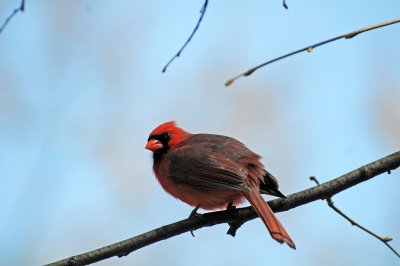 Cardinal