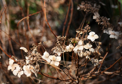 Last Year's Hydrangea Blossoms