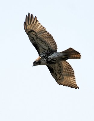 Red Tailed Hawk in Flight