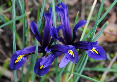 Reticulated Iris