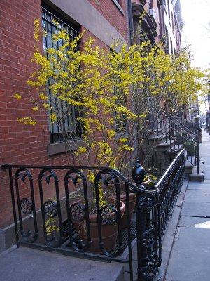 Forsythia Blossoms