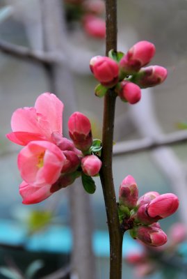 Quince Blossoms