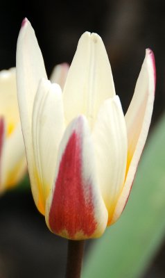 Tulip Blossoms