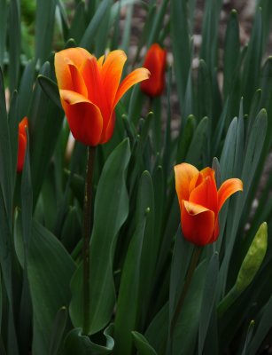 Tulip Blossoms