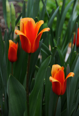 Tulip Blossoms