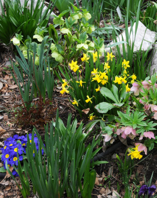 Daffodils, Heleborus & Primrose