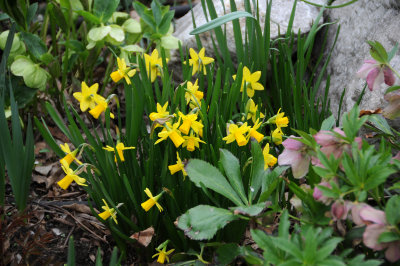 Daffodils, Heleborus & Primrose